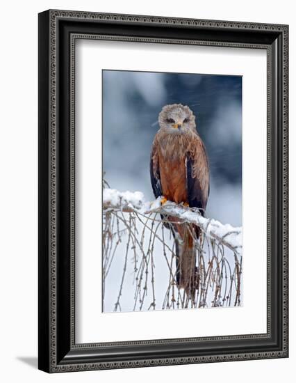 Red Kite, Milvus Milvus, Sitting on the Branch with Snow Winter. First Snow with Bird. Winter with-Ondrej Prosicky-Framed Photographic Print