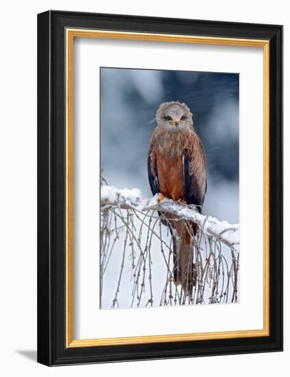 Red Kite, Milvus Milvus, Sitting on the Branch with Snow Winter. First Snow with Bird. Winter with-Ondrej Prosicky-Framed Photographic Print