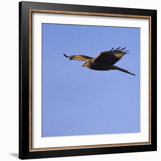 Red Kite-Duncan Shaw-Framed Premium Photographic Print