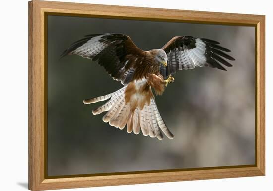 Red Kite-Linda Wright-Framed Premier Image Canvas