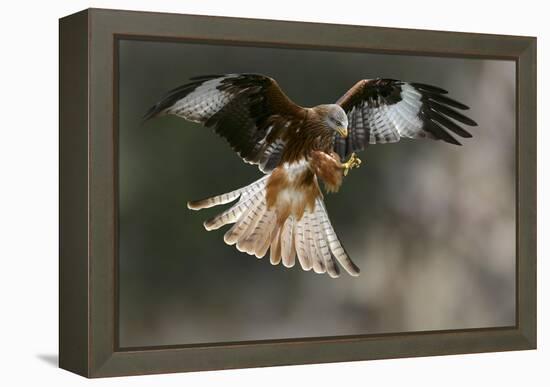 Red Kite-Linda Wright-Framed Premier Image Canvas