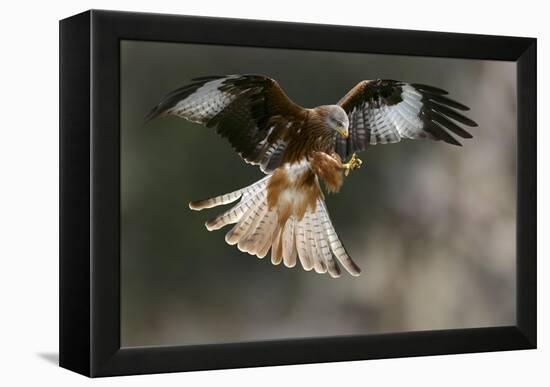 Red Kite-Linda Wright-Framed Premier Image Canvas