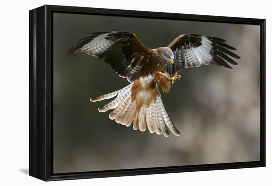 Red Kite-Linda Wright-Framed Premier Image Canvas