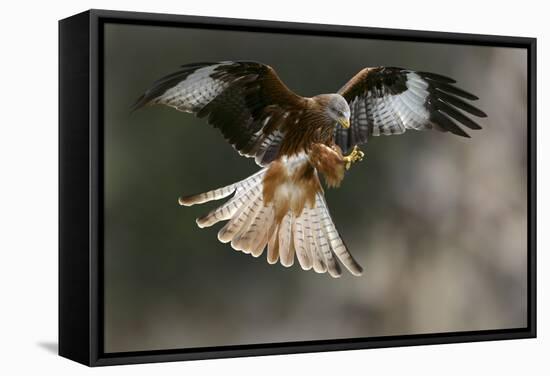 Red Kite-Linda Wright-Framed Premier Image Canvas