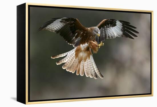 Red Kite-Linda Wright-Framed Premier Image Canvas