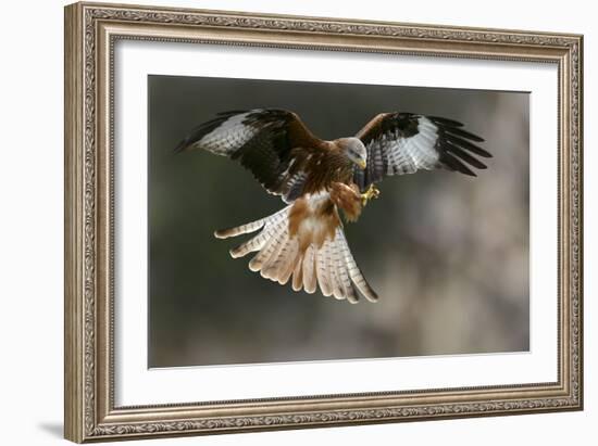 Red Kite-Linda Wright-Framed Photographic Print