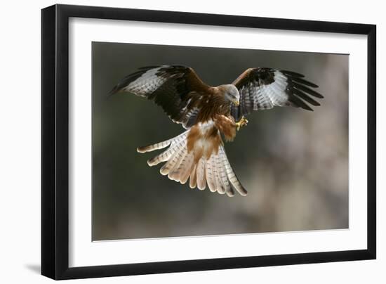 Red Kite-Linda Wright-Framed Photographic Print