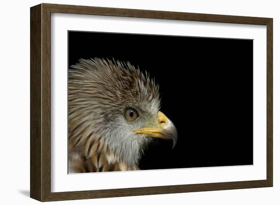 Red Kite-Linda Wright-Framed Photographic Print