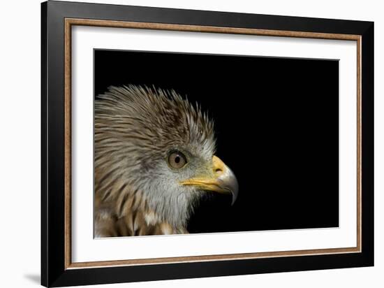 Red Kite-Linda Wright-Framed Photographic Print