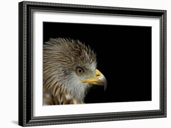 Red Kite-Linda Wright-Framed Photographic Print