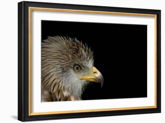 Red Kite-Linda Wright-Framed Photographic Print