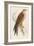 Red Kite-Reverend Francis O. Morris-Framed Art Print