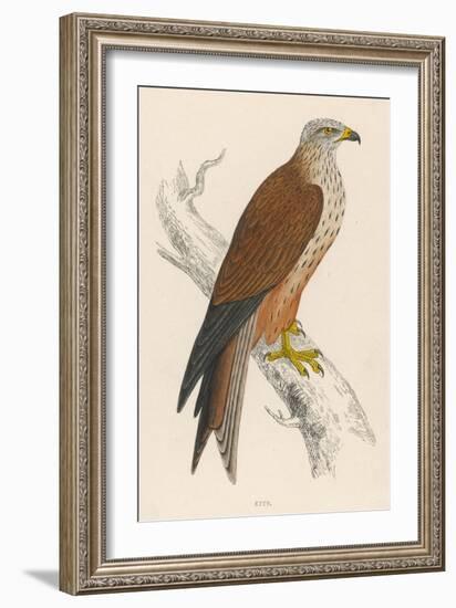 Red Kite-Reverend Francis O. Morris-Framed Art Print