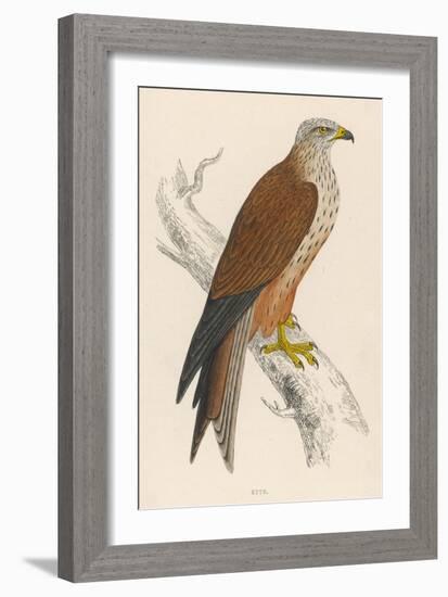 Red Kite-Reverend Francis O. Morris-Framed Art Print