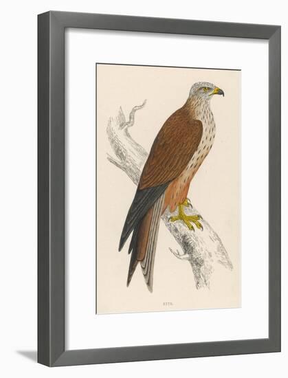 Red Kite-Reverend Francis O. Morris-Framed Art Print