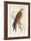 Red Kite-Reverend Francis O. Morris-Framed Art Print