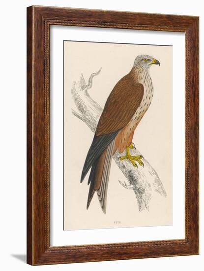 Red Kite-Reverend Francis O. Morris-Framed Art Print