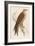 Red Kite-Reverend Francis O. Morris-Framed Art Print