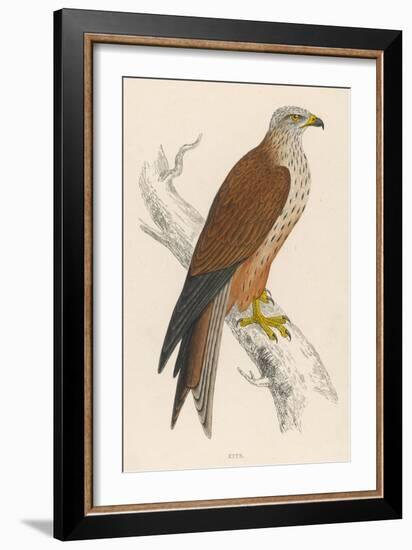 Red Kite-Reverend Francis O. Morris-Framed Art Print