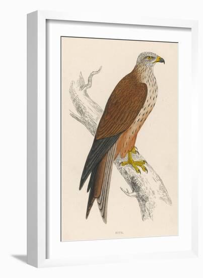 Red Kite-Reverend Francis O. Morris-Framed Art Print