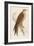 Red Kite-Reverend Francis O. Morris-Framed Art Print