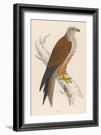 Red Kite-Reverend Francis O. Morris-Framed Art Print