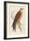 Red Kite-Reverend Francis O. Morris-Framed Art Print