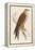 Red Kite-Reverend Francis O. Morris-Framed Stretched Canvas