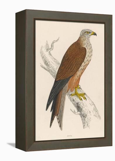 Red Kite-Reverend Francis O. Morris-Framed Stretched Canvas