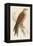 Red Kite-Reverend Francis O. Morris-Framed Stretched Canvas