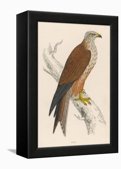 Red Kite-Reverend Francis O. Morris-Framed Stretched Canvas