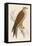 Red Kite-Reverend Francis O. Morris-Framed Stretched Canvas