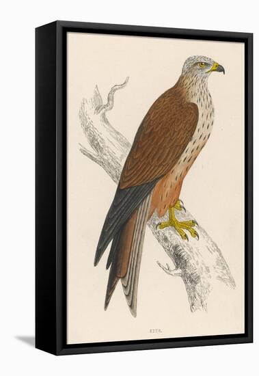 Red Kite-Reverend Francis O. Morris-Framed Stretched Canvas