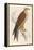 Red Kite-Reverend Francis O. Morris-Framed Stretched Canvas