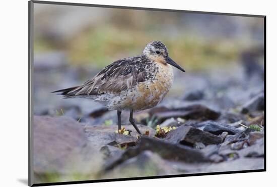Red Knot-Ken Archer-Mounted Photographic Print