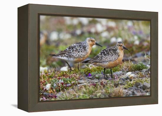 Red Knots on the Arctic Tundra-Ken Archer-Framed Premier Image Canvas