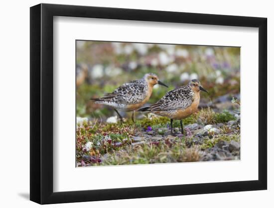 Red Knots on the Arctic Tundra-Ken Archer-Framed Photographic Print