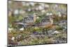 Red Knots on the Arctic Tundra-Ken Archer-Mounted Photographic Print