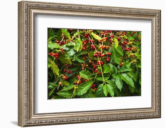 Red Kona Coffee Cherries on the Vine, Captain Cook, the Big Island, Hawaii, Usa-Russ Bishop-Framed Photographic Print