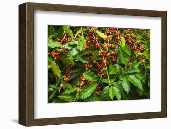 Red Kona Coffee Cherries on the Vine, Captain Cook, the Big Island, Hawaii, Usa-Russ Bishop-Framed Photographic Print