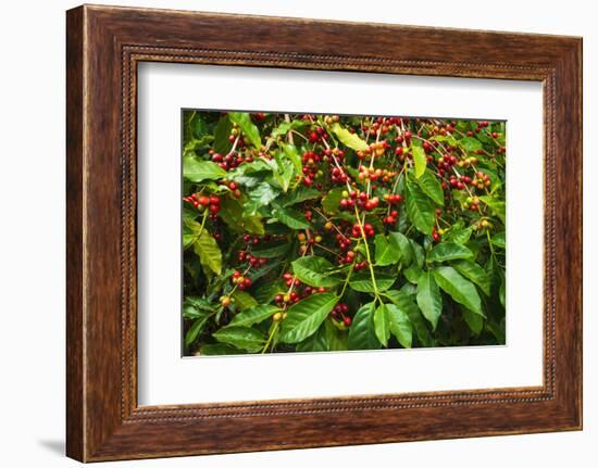 Red Kona Coffee Cherries on the Vine, Captain Cook, the Big Island, Hawaii, Usa-Russ Bishop-Framed Photographic Print