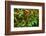 Red Kona Coffee Cherries on the Vine, Captain Cook, the Big Island, Hawaii, Usa-Russ Bishop-Framed Photographic Print