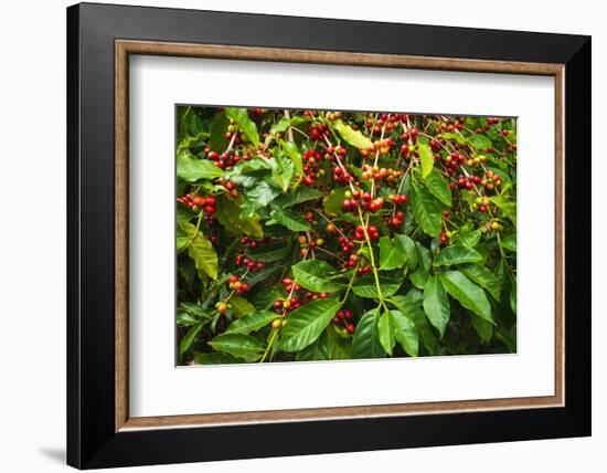 Red Kona Coffee Cherries on the Vine, Captain Cook, the Big Island, Hawaii, Usa-Russ Bishop-Framed Photographic Print