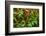 Red Kona Coffee Cherries on the Vine, Captain Cook, the Big Island, Hawaii, Usa-Russ Bishop-Framed Photographic Print