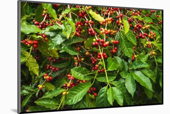 Red Kona Coffee Cherries on the Vine, Captain Cook, the Big Island, Hawaii, Usa-Russ Bishop-Mounted Photographic Print