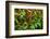 Red Kona Coffee Cherries on the Vine, Captain Cook, the Big Island, Hawaii, Usa-Russ Bishop-Framed Photographic Print