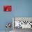 Red Lanterns at Temple, Taichung, Taiwan-Ian Trower-Photographic Print displayed on a wall