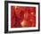 Red Lanterns at Temple, Taichung, Taiwan-Ian Trower-Framed Photographic Print