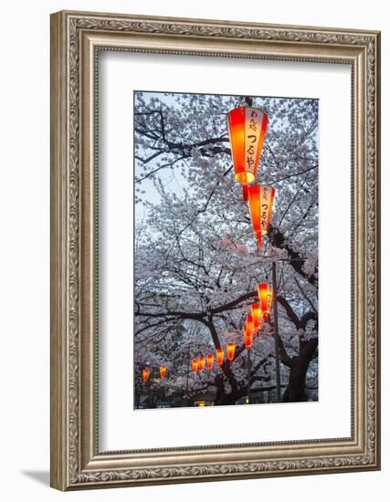 Red Lanterns Illuminating the Cherry Blossom in the Ueno Park, Tokyo, Japan, Asia-Michael Runkel-Framed Photographic Print