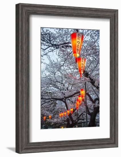Red Lanterns Illuminating the Cherry Blossom in the Ueno Park, Tokyo, Japan, Asia-Michael Runkel-Framed Photographic Print